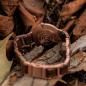 Preview: HOLZKERN Die Frohnatur True Colors Damen Holzarmbanduhr