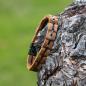 Preview: HOLZKERN Armband Fantasia Akazienholz Grau