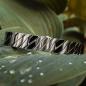 Preview: HOLZKERN | Armband Bandlett Bariton (Ahorn / Silber)