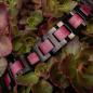 Preview: HOLZKERN | Bandlett Armband Capriccio (Amaranthholz / Schwarz)