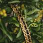 Preview: HOLZKERN | Bandlet Armband Metronom (Ahorn / Gold)