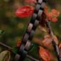 Preview: HOLZKERN Armband Bandlet Rondo Ahornholz Antikkupfer