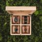 Preview: HOLZKERN | Sammlerbox Catalpa Love