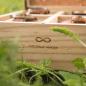 Preview: HOLZKERN | Sammlerbox Catalpa Love